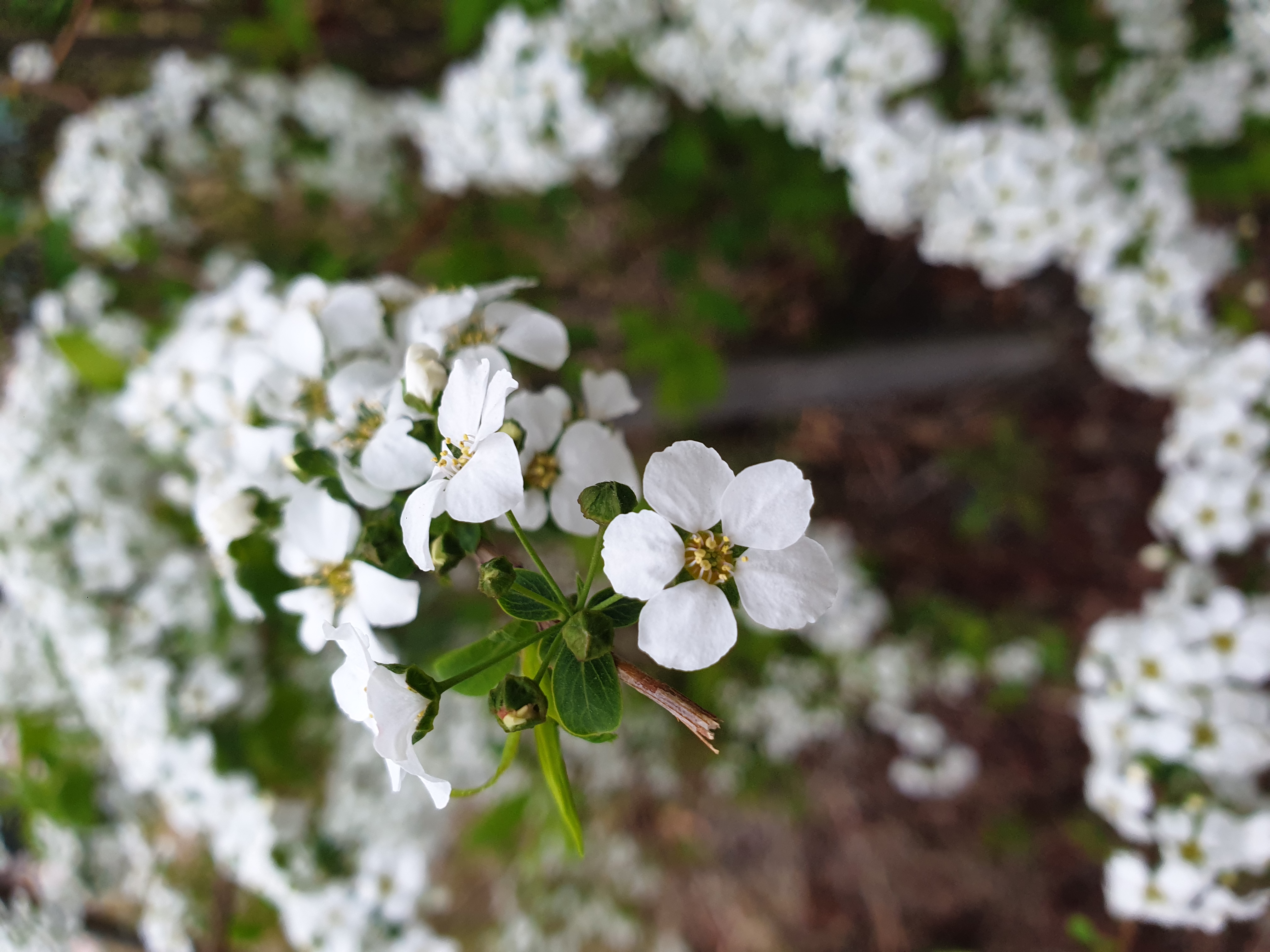 bridalwreath-flower.jpg