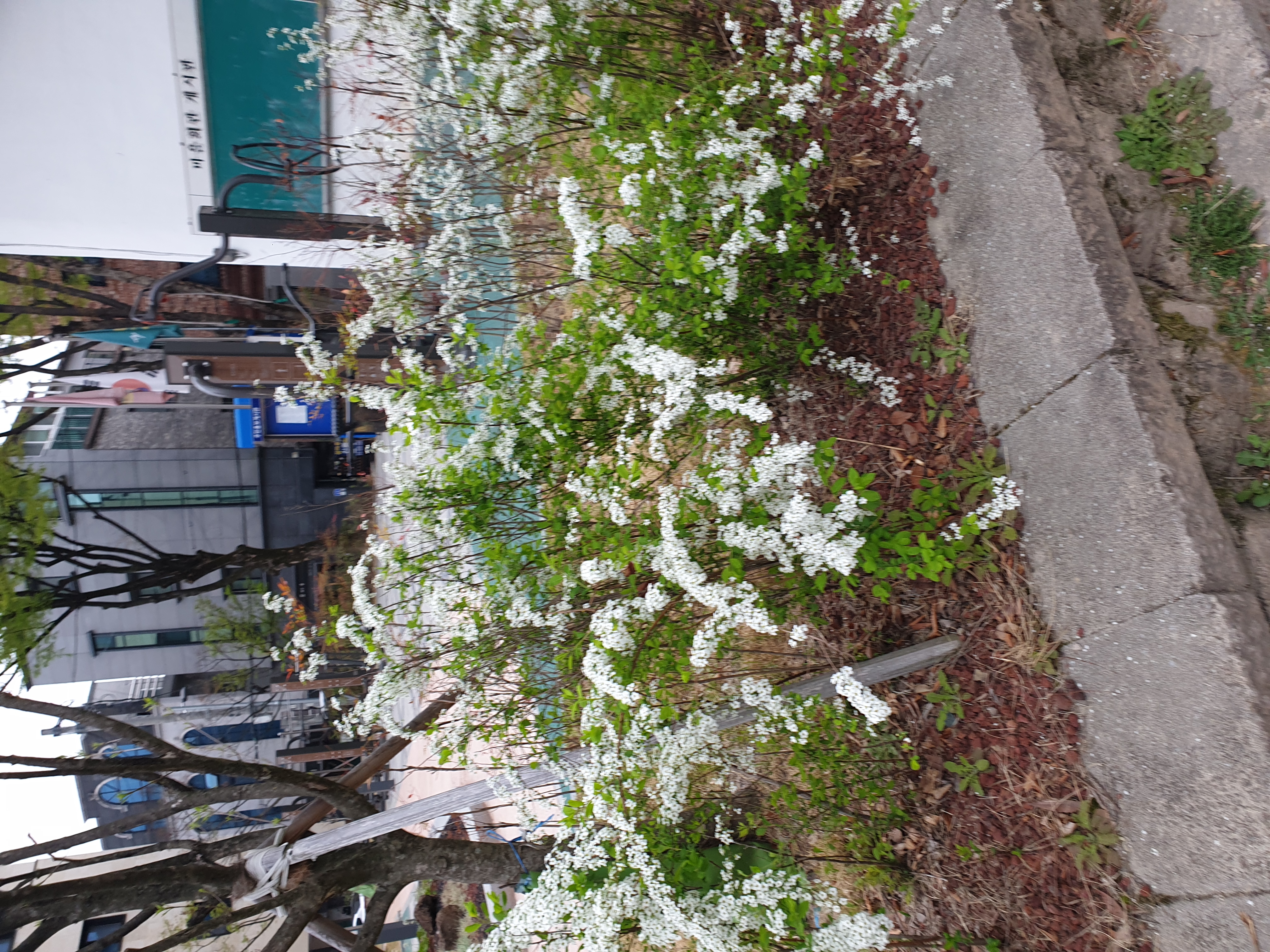bridalwreath-whole.jpg