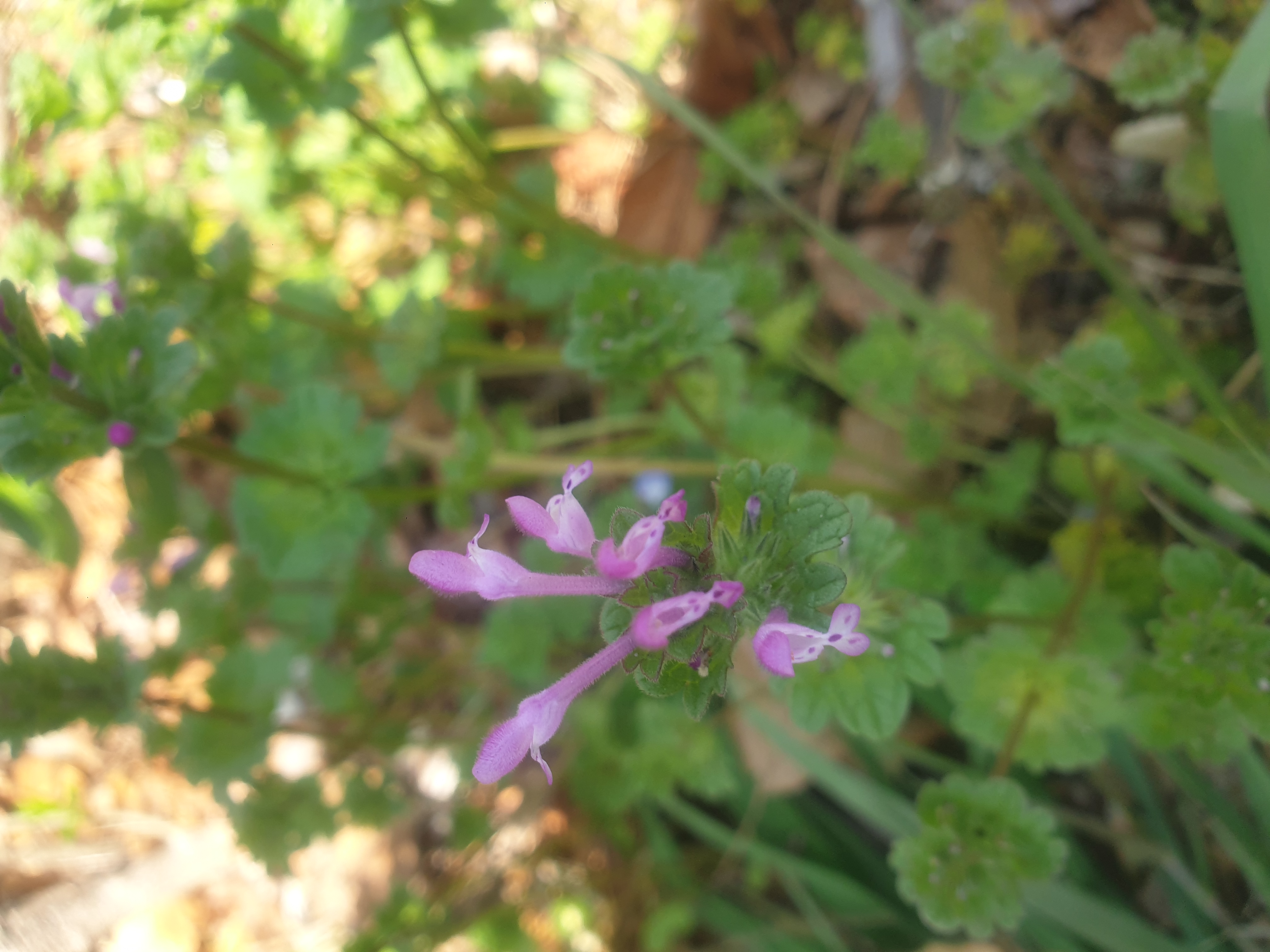 dead-nettle.jpg