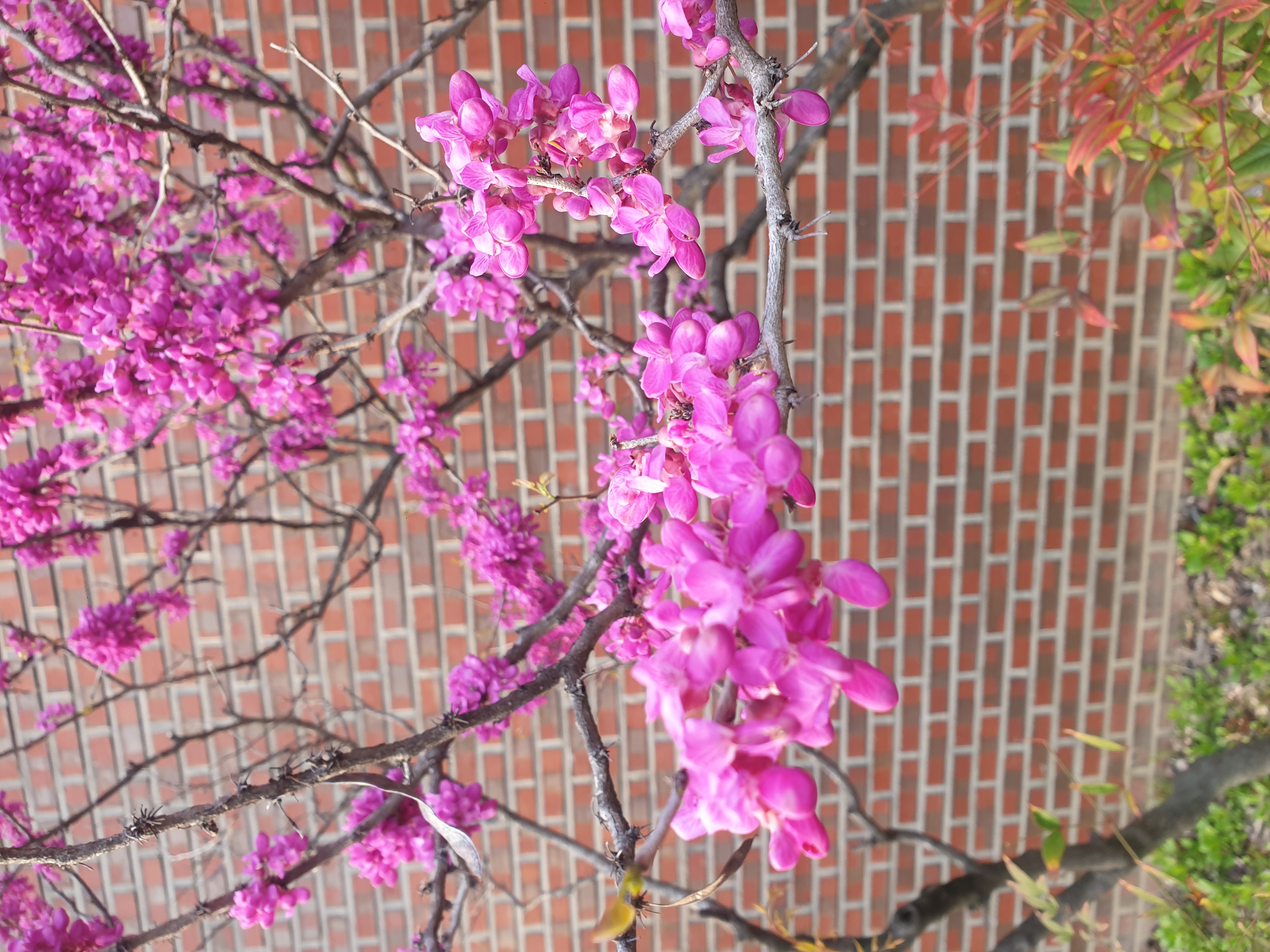 redbud-flower.jpg