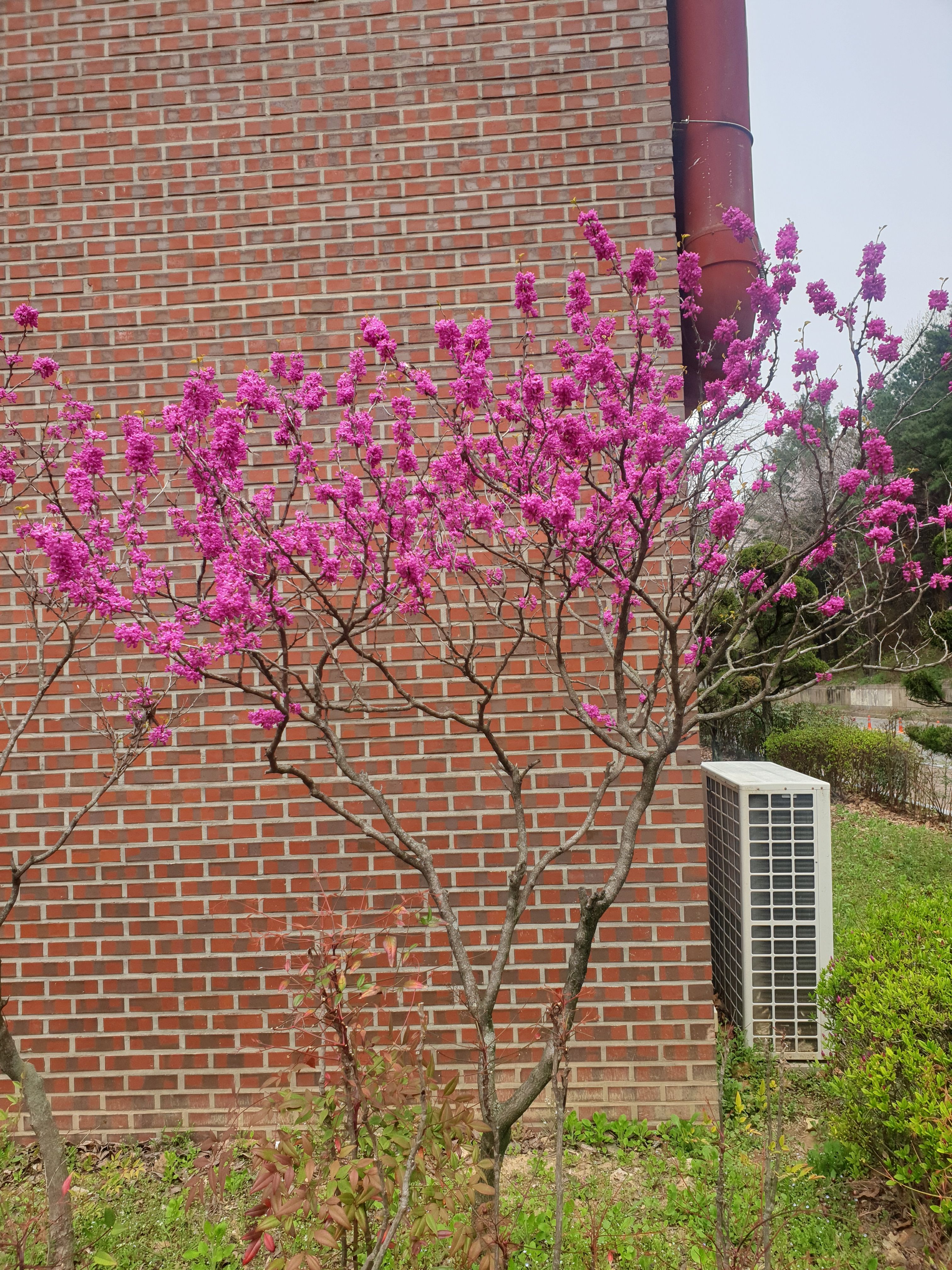 redbud-whole-2024.jpeg