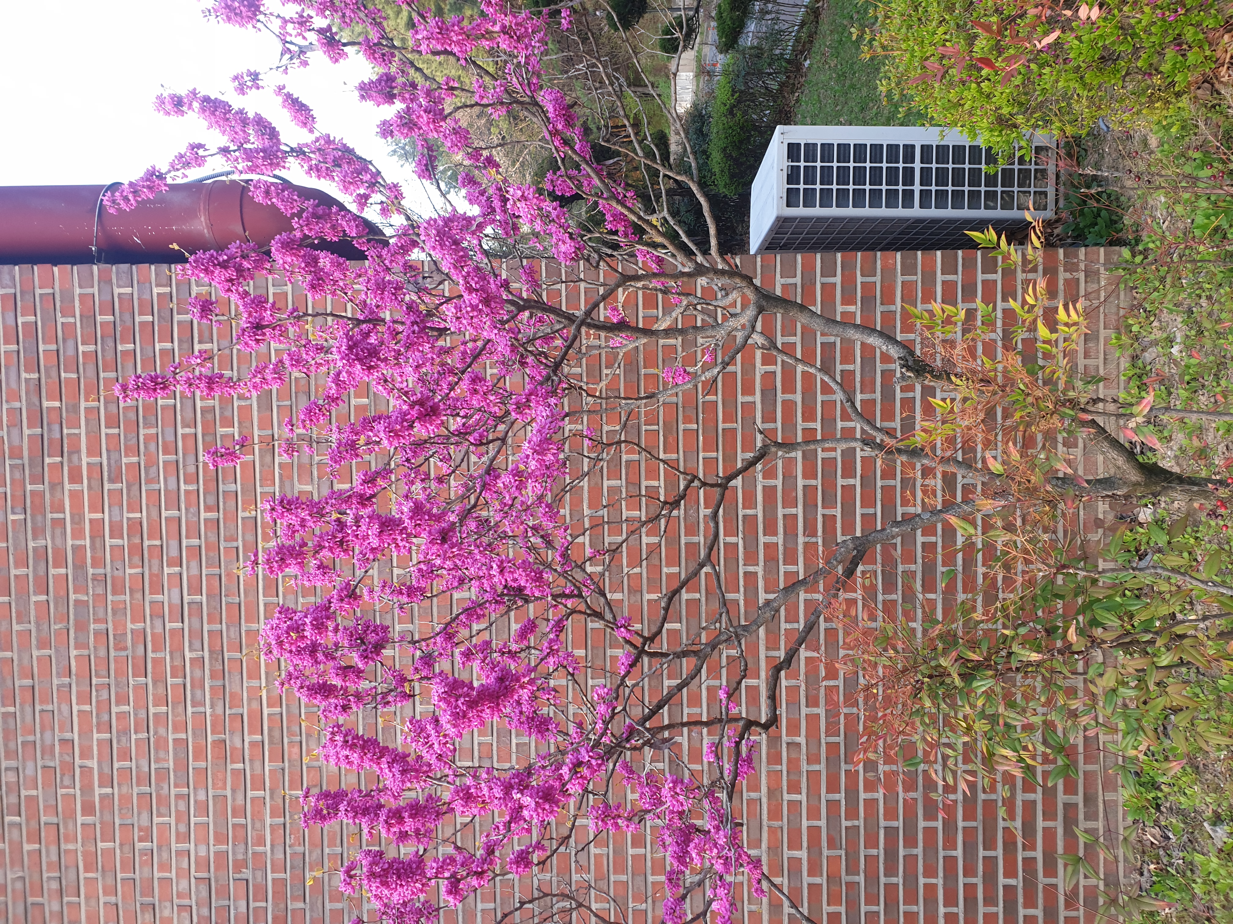 redbud-whole.jpg