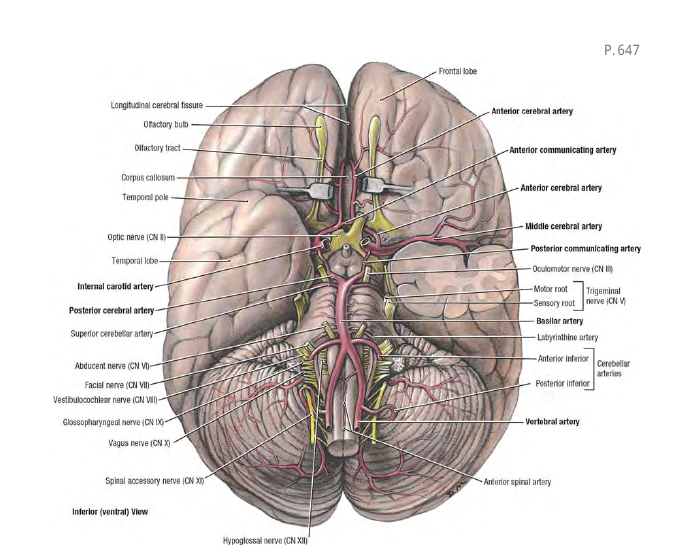 cerebral_arteries_grant647p.png