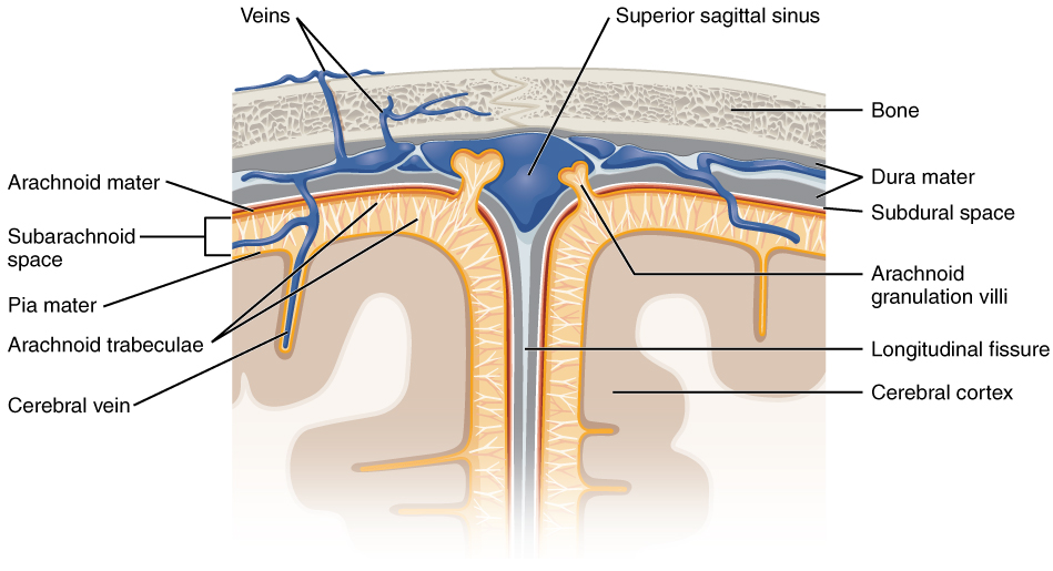 meningeal_layers_wiki_arachnoid_mater.jpg